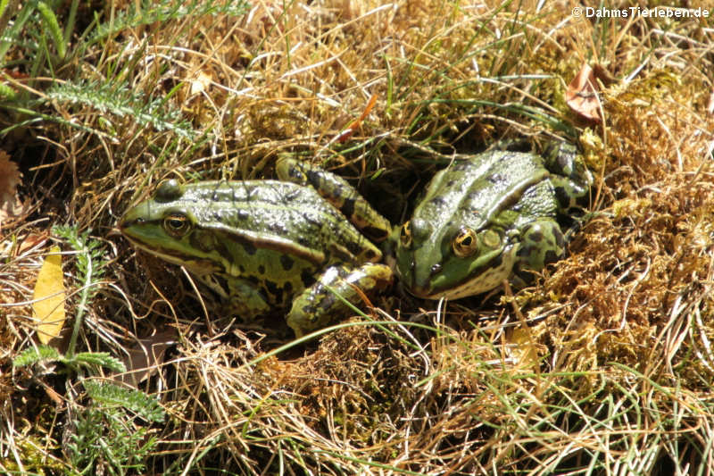 Teichfrösche (Pelophylax kl. esculentus)