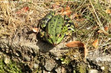 Teichfrosch (Pelophylax kl. esculentus) auf dem Gelände des Kölner Zoos