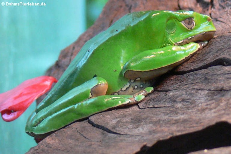 Phyllomedusa bicolor