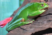 Riesen-Makifrosch (Phyllomedusa bicolor) im Kölner Zoo