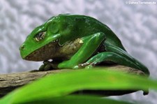 Riesen-Makifrosch (Phyllomedusa bicolor) im Kölner Zoo