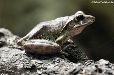 Großkopf-Ruderfrosch (Polypedates megacephalus) im Kölner Zoo