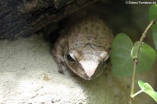 Großkopf-Ruderfrosch (Polypedates megacephalus) im Kölner Zoo