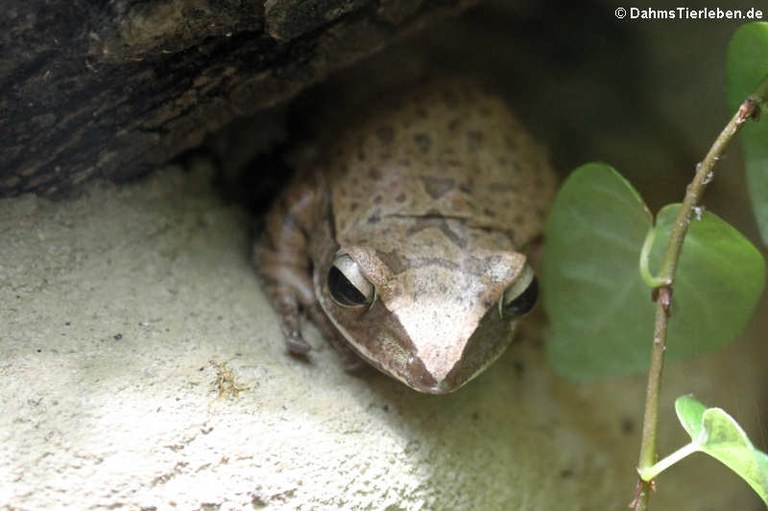 Polypedates megacephalus