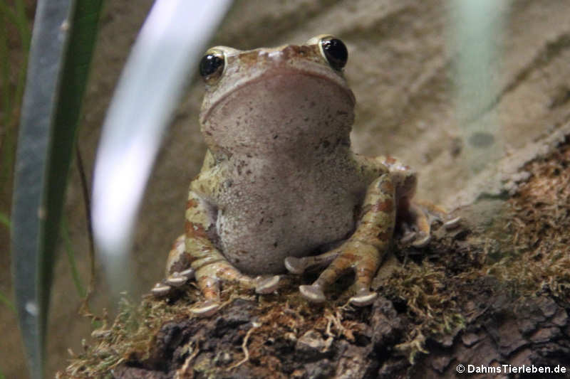 Großkopf-Ruderfrosch (Polypedates megacephalus)