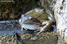 Grasfrosch (Rana temporaria) im Kölner Zoo