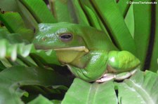 Korallenfinger-Laubfrosch (Ranoidea caerulea) im Kölner Zoo