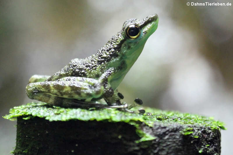 Schwarzgepunkteter Winkerfrosch (Staurois guttatus)