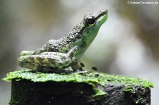 Schwarzgepunkteter Winkerfrosch (Staurois guttatus) im Kölner Zoo