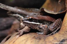 Siamesischer Braunfrosch (Sylvirana cubitalis) im Kölner Zoo