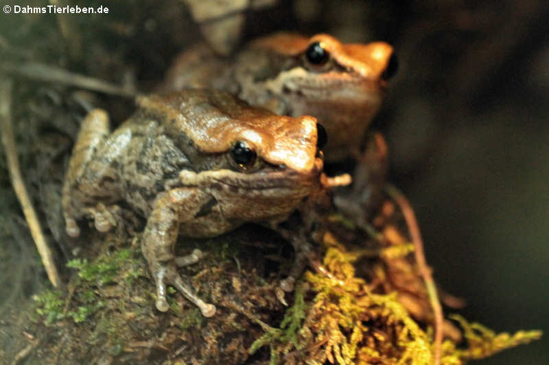 Siamesischer Braunfrosch (Sylvirana cubitalis)