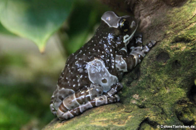 Trachycephalus resinifictrix (Baumhöhlen-Krötenlaubfrosch)