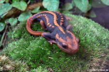 Mandarin-Krokodilmolch (Tylototriton shanjing) im Kölner Zoo