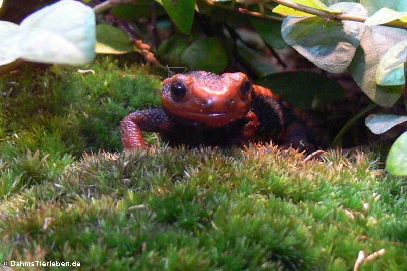 Tylototriton shanjing-2