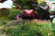 Mandarin-Krokodilmolch (Tylototriton shanjing) im Kölner Zoo