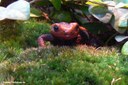 Tylototriton shanjing