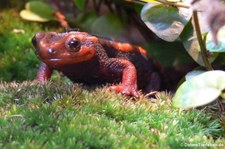 Mandarin-Krokodilmolch (Tylototriton shanjing) im Kölner Zoo