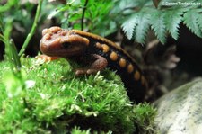 Geknöpfter Birma-Krokodilmolch (Tylototriton verrucosus) im Kölner Zoo