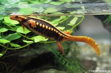 Geknöpfter Birma-Krokodilmolch (Tylototriton verrucosus) im Kölner Zoo