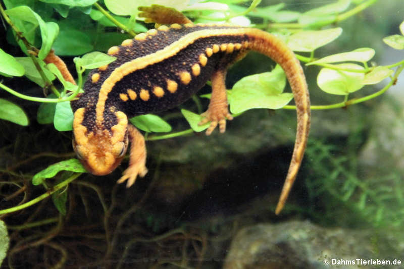 Tylototriton verrucosus