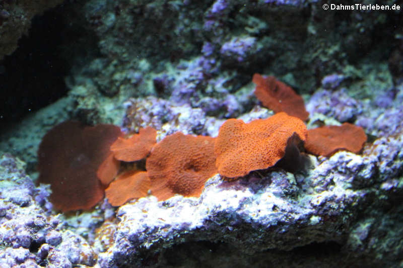 Discosoma Discosoma-1