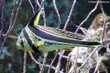 Gebänderter Ritterfisch (Equetus lanceolatus) im Kölner Zoo