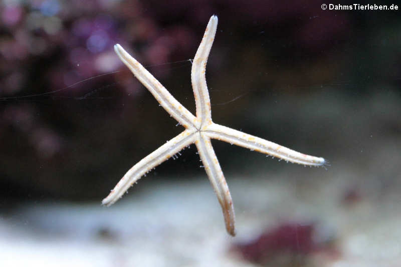 Seestern der Gattung Ophidiaster im Kölner Zoo