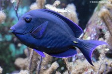 Blauer Doktorfisch (Acanthurus coeruleus) im Kölner Zoo