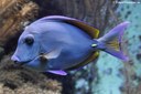 Acanthurus coeruleus