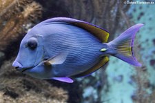 Blauer Doktorfisch (Acanthurus coeruleus) im Kölner Zoo