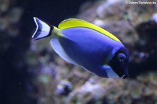 Weißkehl-Doktorfisch (Acanthurus leucosternon) im Kölner Zoo