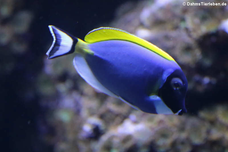 Acanthurus leucosternon