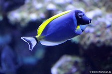 Weißkehl-Doktorfisch (Acanthurus leucosternon) im Kölner Zoo