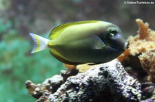 Samtdoktorfisch (Acanthurus nigricans) im Kölner Zoo