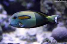 Orangefleck-Doktorfisch (Acanthurus olivaceus) im Kölner Zoo