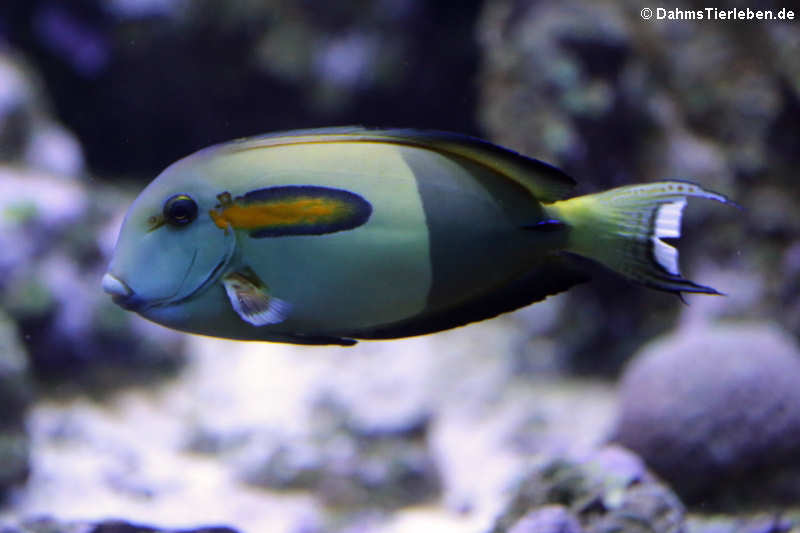 Acanthurus olivaceus-2