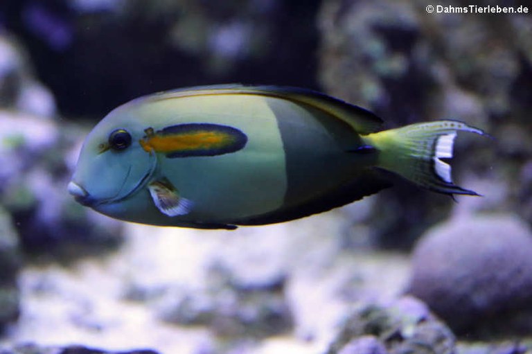 Acanthurus olivaceus