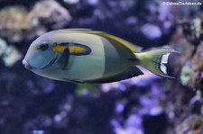 Orangefleck-Doktorfisch (Acanthurus olivaceus) im Kölner Zoo