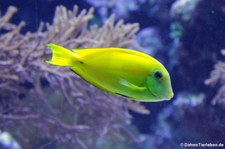 Orangefleck-Doktorfisch (Acanthurus olivaceus) im Kölner Zoo