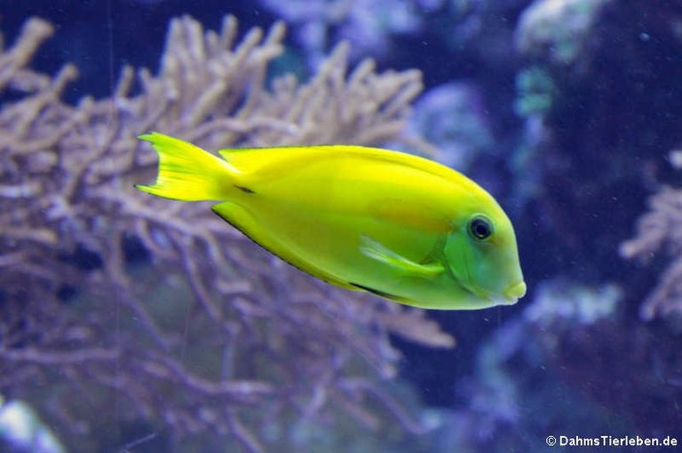 Acanthurus olivaceus