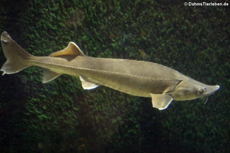 Acipenser ruthenus-1