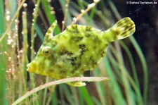 Seegras-Feilenfisch (Acreichthys tomentosus) im Kölner Zoo