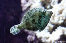 Seegras-Feilenfisch (Acreichthys tomentosus) im Kölner Zoo