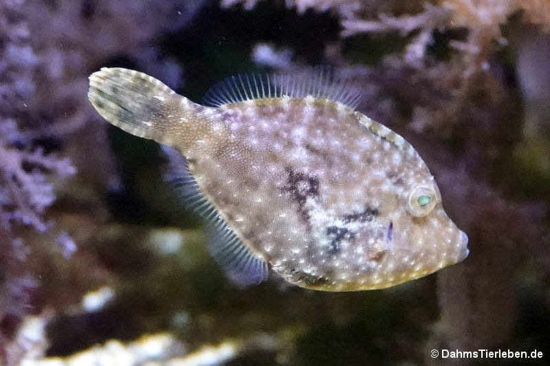 Acreichthys tomentosus-4