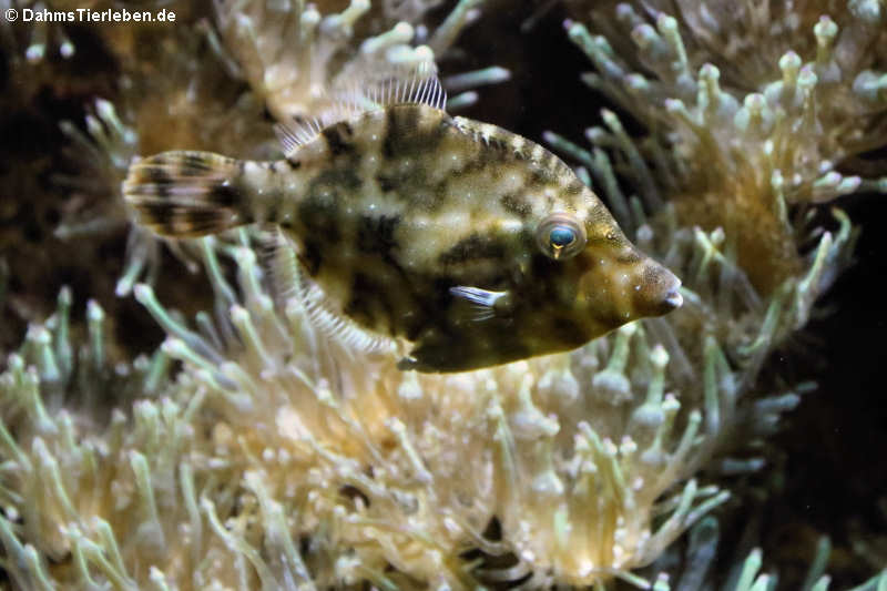 Acreichthys tomentosus-3