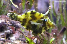 Seegras-Feilenfisch (Acreichthys tomentosus) im Kölner Zoo