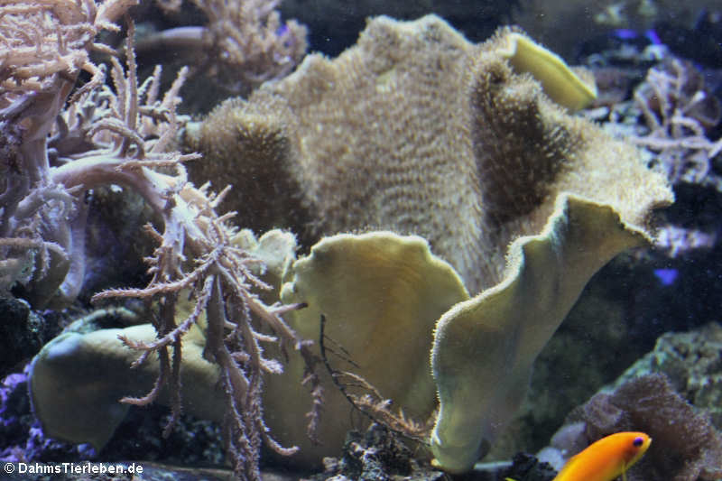 Acrophyton Acrophyton-1