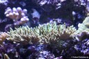 Acropora