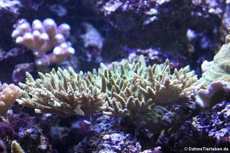 Acropora