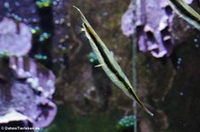 Gestreifter Schnepfenmesserfisch (Aeoliscus strigatus) im Kölner Zoo 